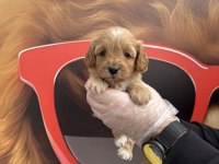 Irk Garantili Maltipoo Yavrularımız