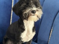 Köpeğimizden kesinlikle ücret talep edilmeyecek