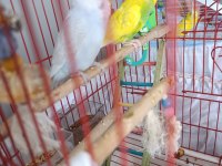 Çok Fazla Kuş Olduğundan Dolayı Sahiplendirilecek