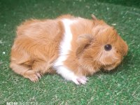 Safkan üst kalite guinea pig yavrular
