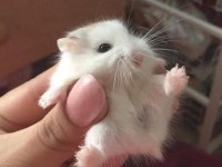 Suriye hamster yavruları