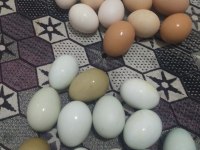 Acil Satılık Tavuklar