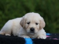 Sevimli golden retriever yavrularımız
