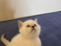 British Shorthair Pamuklarımız Yeni Yuvalarını Arıyor