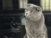 Scottish fold oğlum aileye verilecek
