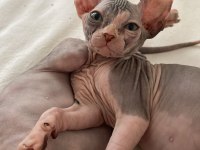 Sfenks Pink And Blue Yavrular