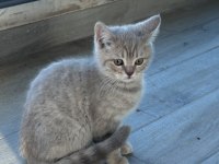 2 Tane Çok Güzel British Kediler Sahiplerini Bekliyor