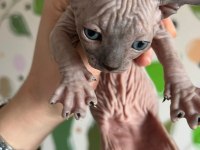 Safkan kanada sfenks yavruları