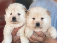 Ayı surat chow chow yavruları