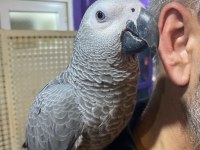 Yakışıklı jako oğlum yeni ailesini arıyor