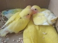 Evde Beslediğim Takım Sevda Ve Yavruları Sahiplerini Arıyor