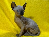 Yurtdışından Özel İstek Üzerine Sfenks