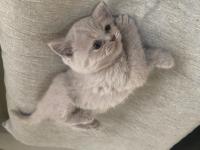 Mavi gözlü orjinal british yavru bebekler