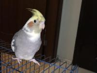 Çift sultan papağanımız