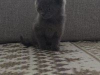 İki buçuk aylık dişi ve erkek yavru kedimiz