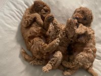 54 günlük toy poodle yavrularım son 1 dişi kaldı