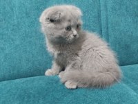 Scottish fold yavruları teslime hazır