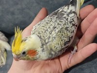 Uysal Oyuncu Sultan Papağanı Bebekler