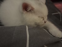 Eğitimleri Tam Sevecen Bir Minnoş Kedimiz