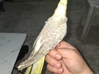 2 Aylık Yeni Yeme Düşen Sultan Papağanı