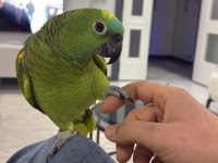 Konuşan Gülen Amazon Papağanı Blue Front