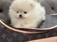 Orjinal Erkek Teacup Pomeranian