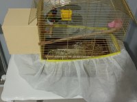 Yavru Alınmış Gökkuşağı İspinozları