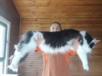 Tüm Aşı Ve Belgeleri İle Eksiksiz Dernek Kayıtlı Şecereli Maine Coon