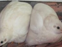 Minyatür Çin Bıldırcını Takım, Civciv, Yumurta