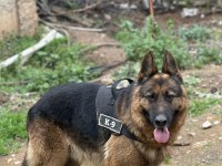 Erkek alman kurdu - detay için yaz