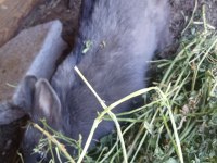 Bir Dişi Ve Bir Erkek Eşli Tavşanlar Sahiplendirilecektir