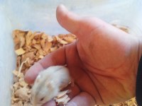 Yavru gonzales hamster