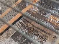 Damızlık Yumurtalı Bengay