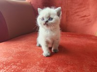 British Shorthair Blue Point