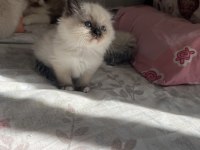 Anne Baba Secereli Ragdoll Yavrular – Blue Mitted, Seal Mitted & Seal Bicolor