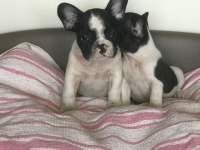 French bulldog yavruları
