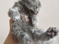 British Longhair Yavru Kedimiz