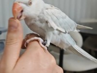 Çift Renk Mutasyon Pakistan Papağanı Yavru