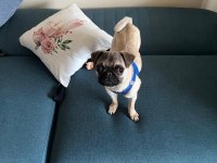 5 Aylık Pug Aşıları Yapıldı Karnesi Çıkartıldı