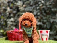 Orjinal toy poodle yavruları