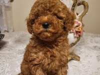 Ev üretimi poodle köpeklerimiz