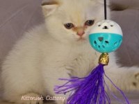 Golden Point British Shorthair Yavru Erkek