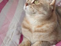 Kedimi acil sahiplendirmek zorundayım