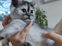 Dişi, silver ayı surat safkan yavru kedimiz