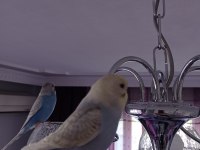 Oyuncu Yavru Muhabbet Kuşlar