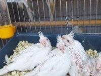 Anne Heavy Baba Albino Sultan Papağanı