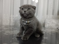 2 Aylık Dişi Scottish Fold