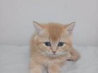 2 Aylık Scottish Straight Teslime Hazır Yavrular