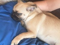 8 Aylık Dişi Çok Enerjik Çok Oyuncu Pug