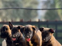 Safkan belçika malinois yavruları
